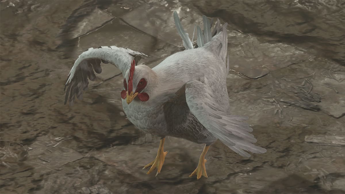 Baldur's Gate 3 Chicken chasing