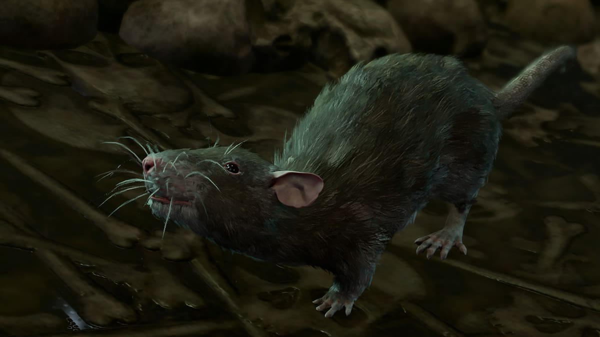 Baldur's Gate 3 Sharran provisions rat