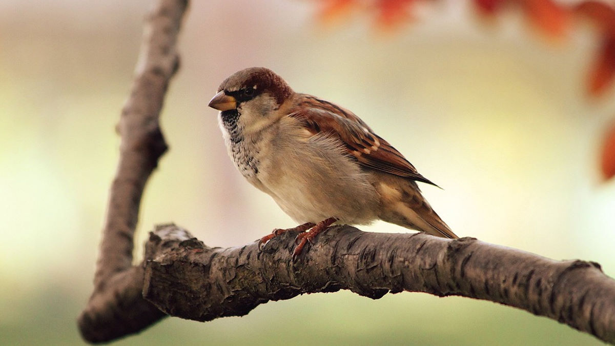 Bird on branch