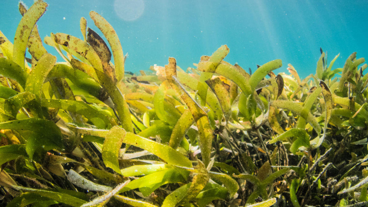 A photograph of seaweed.