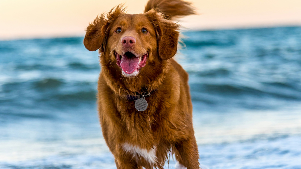 A photograph of a dog running in the water.